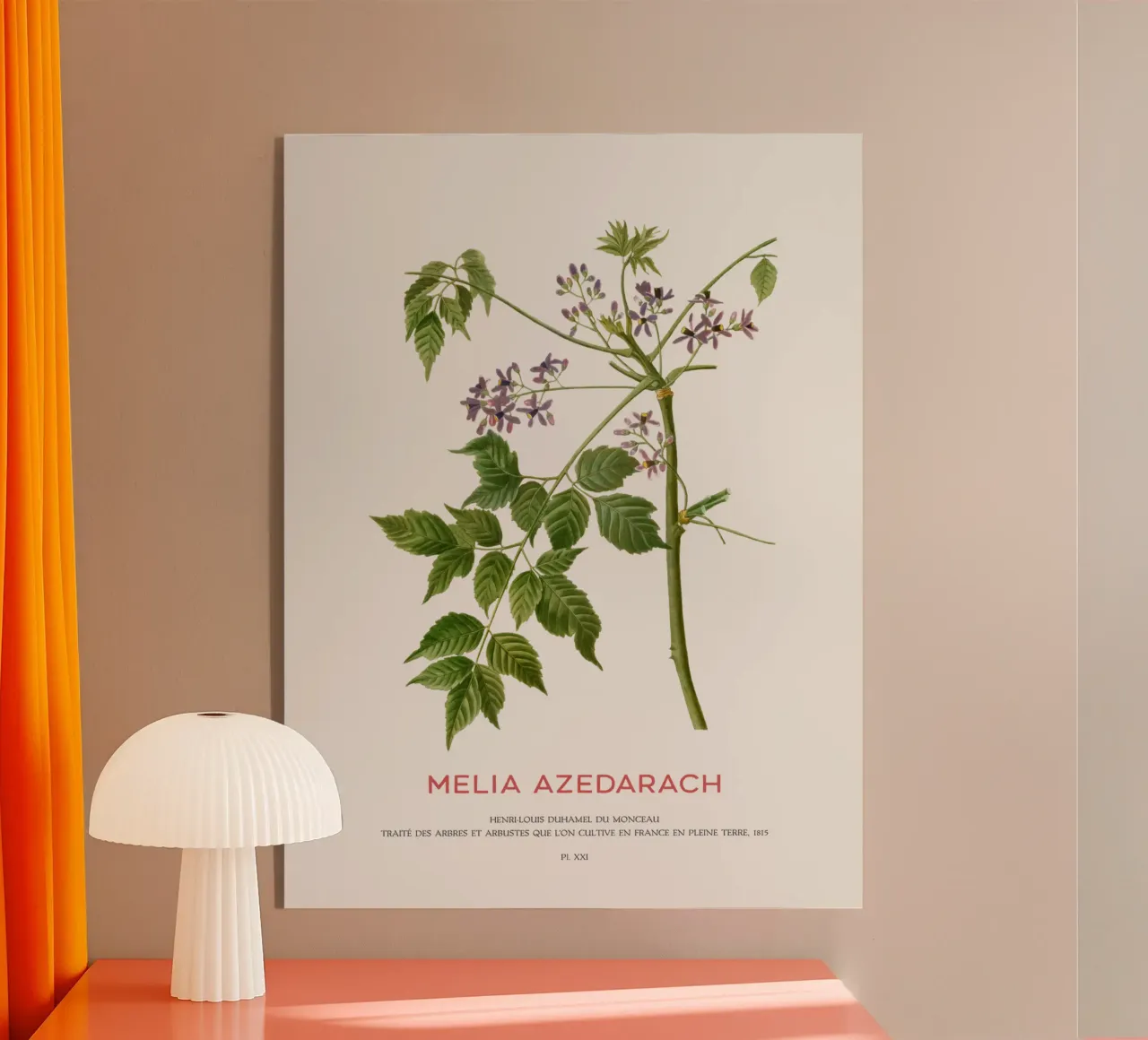 Persischer Flieder oder Melia Azedarach Acryl-Glas von Vintagrafica
