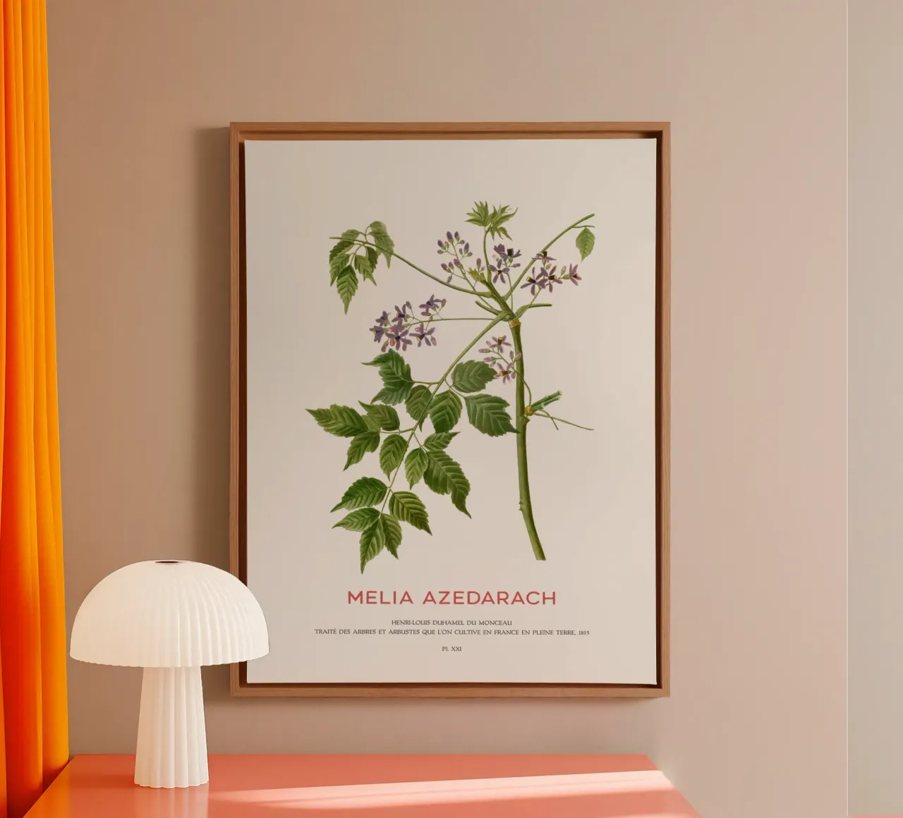 Perzische sering of Melia Azedarach canvas met Baklijst van Vintagrafica
