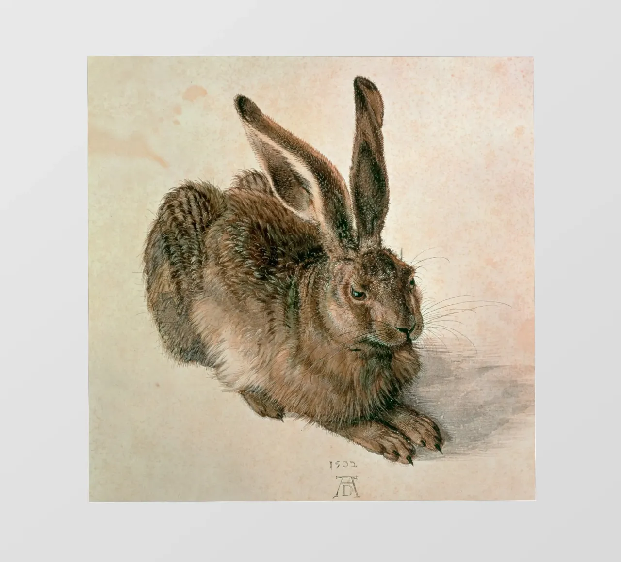 Dürer - Lepre telo in pvc da ARTOTHEK