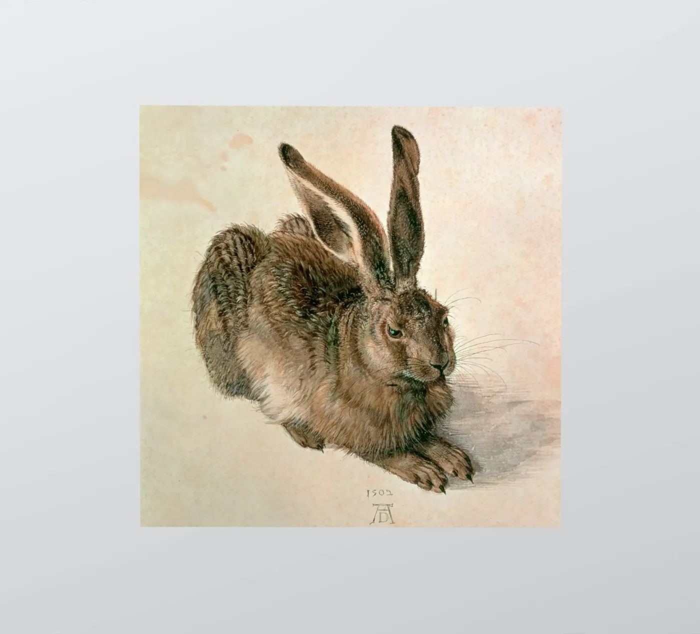 Dürer - Hare sticker by ARTOTHEK