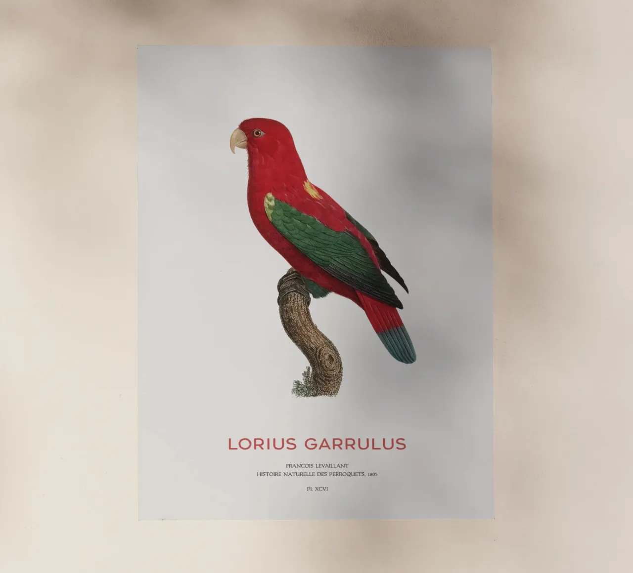 Lorius Garrulus o Lorius Garrulus pellicola backlit da Vintagrafica