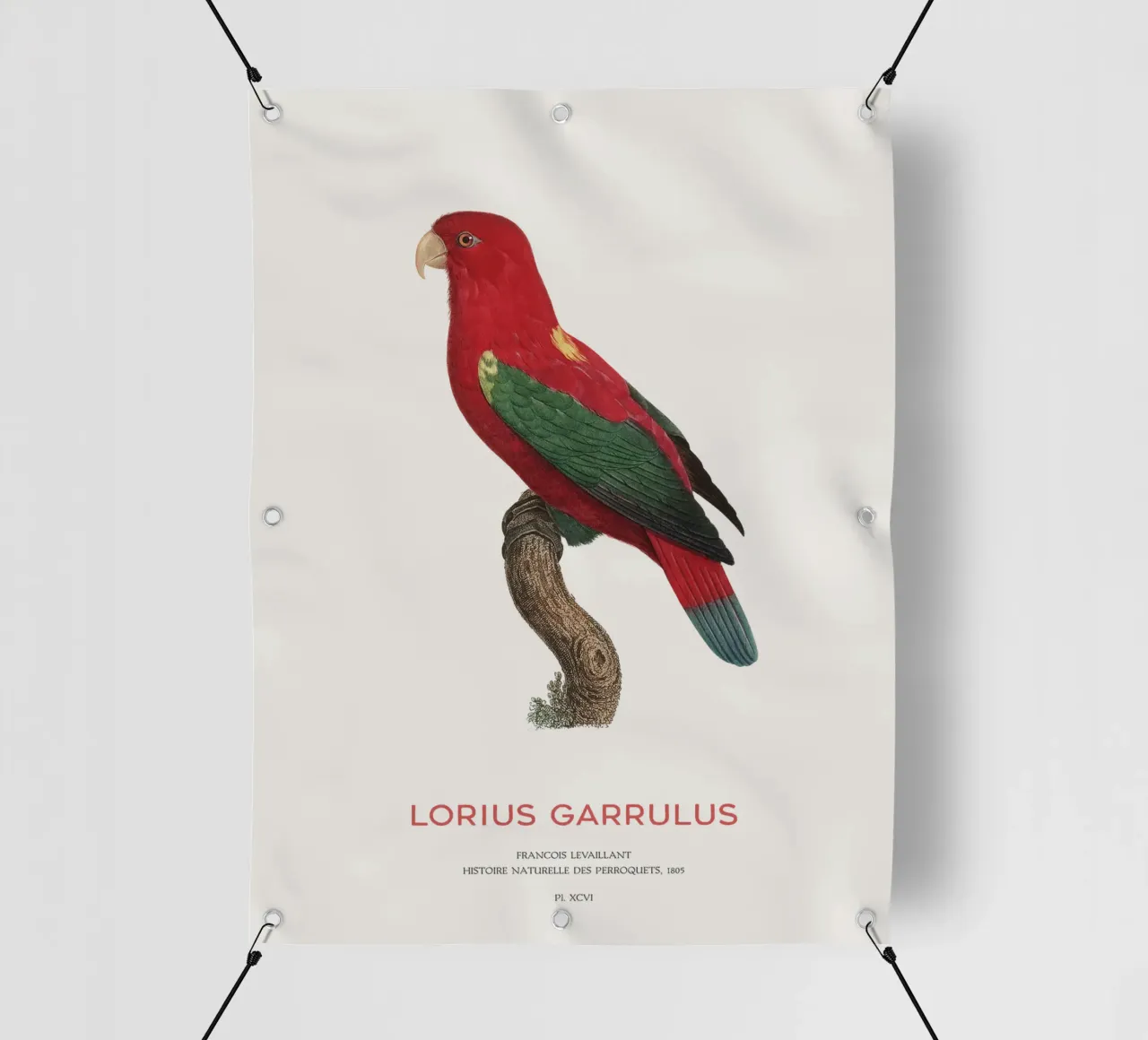 Lorius Garrulus o Lorius Garrulus telo in pvc da Vintagrafica