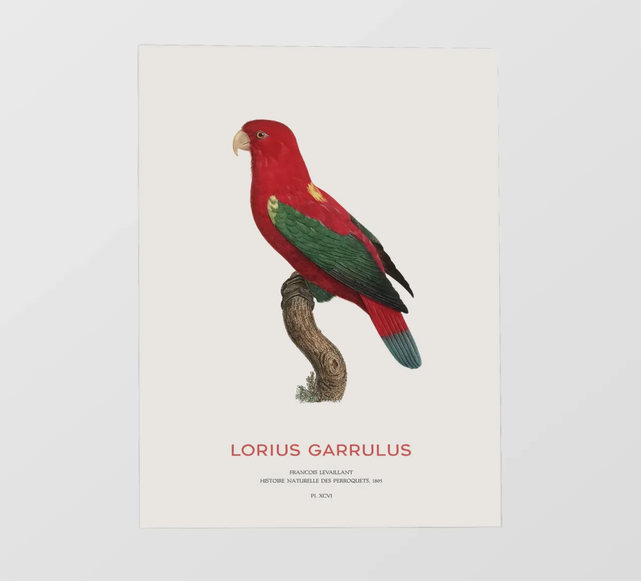 Lorius Garrulus o Lorius Garrulus telo in pvc da Vintagrafica