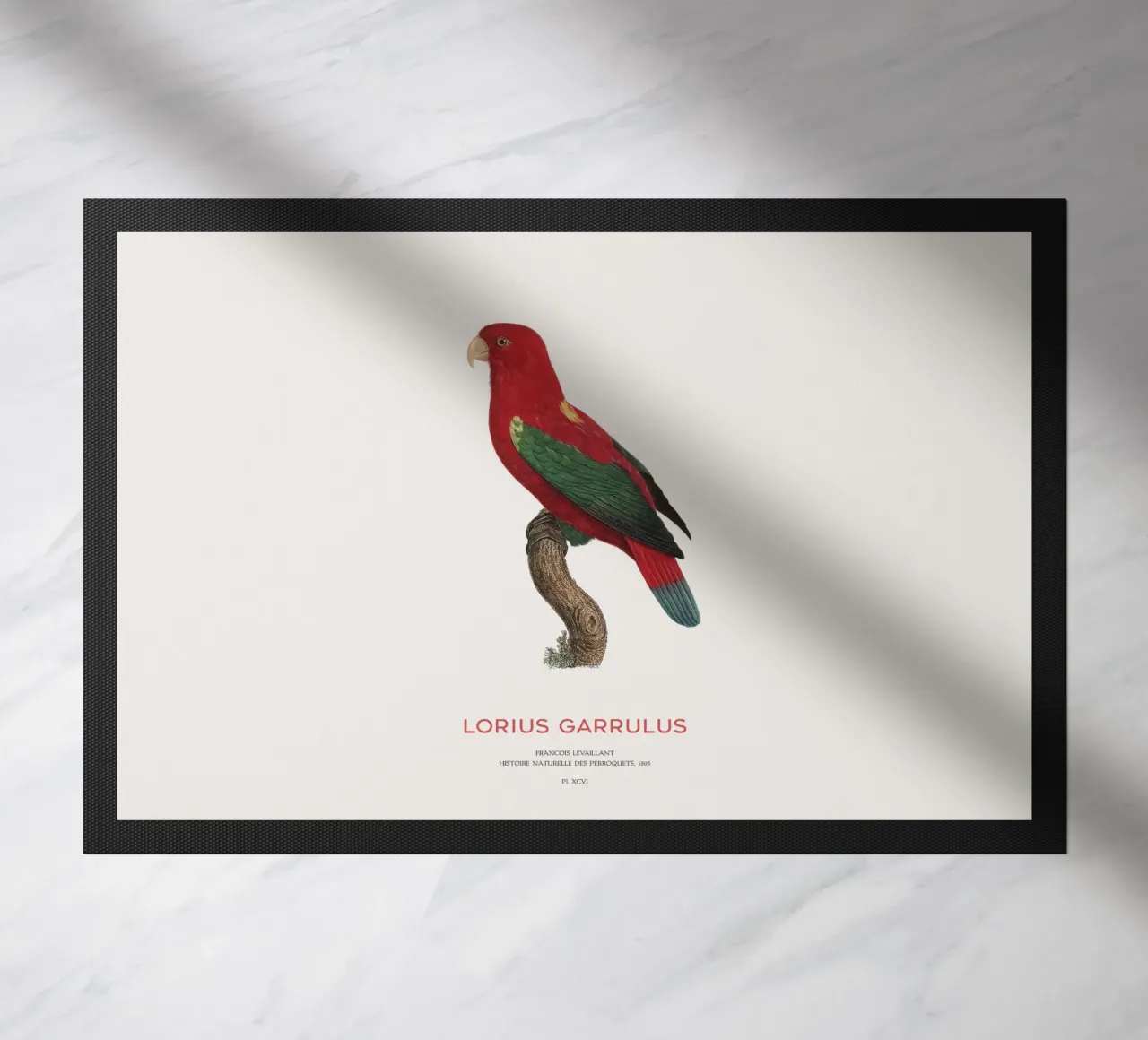 Lorius Garrulus o Lorius Garrulus zerbino da Vintagrafica