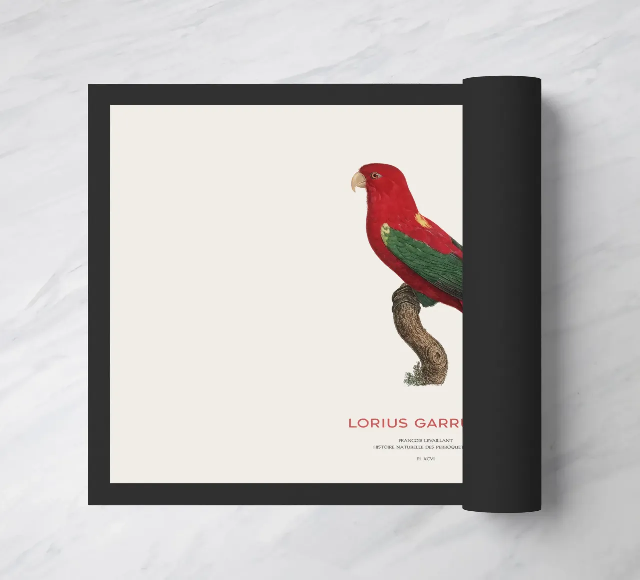 Lorius Garrulus o Lorius Garrulus zerbino da Vintagrafica