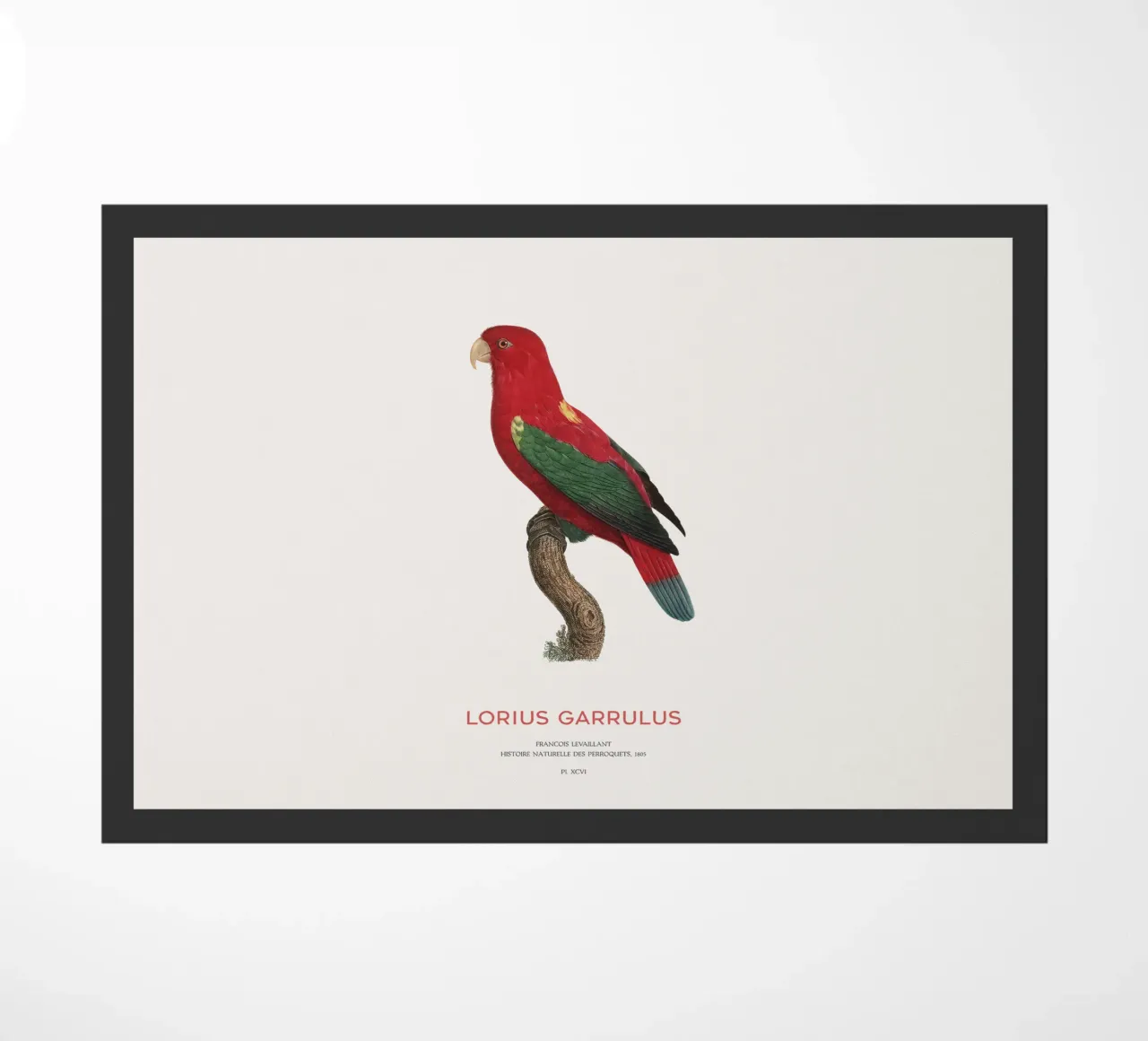 Lorius Garrulus o Lorius Garrulus zerbino da Vintagrafica