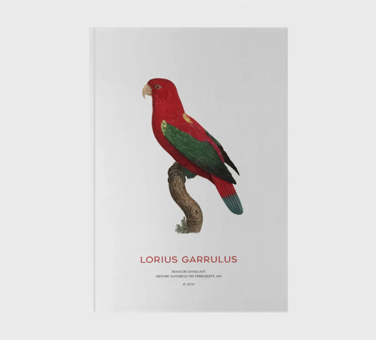 Lorius Garrulus o Lorius Garrulus diario da Vintagrafica