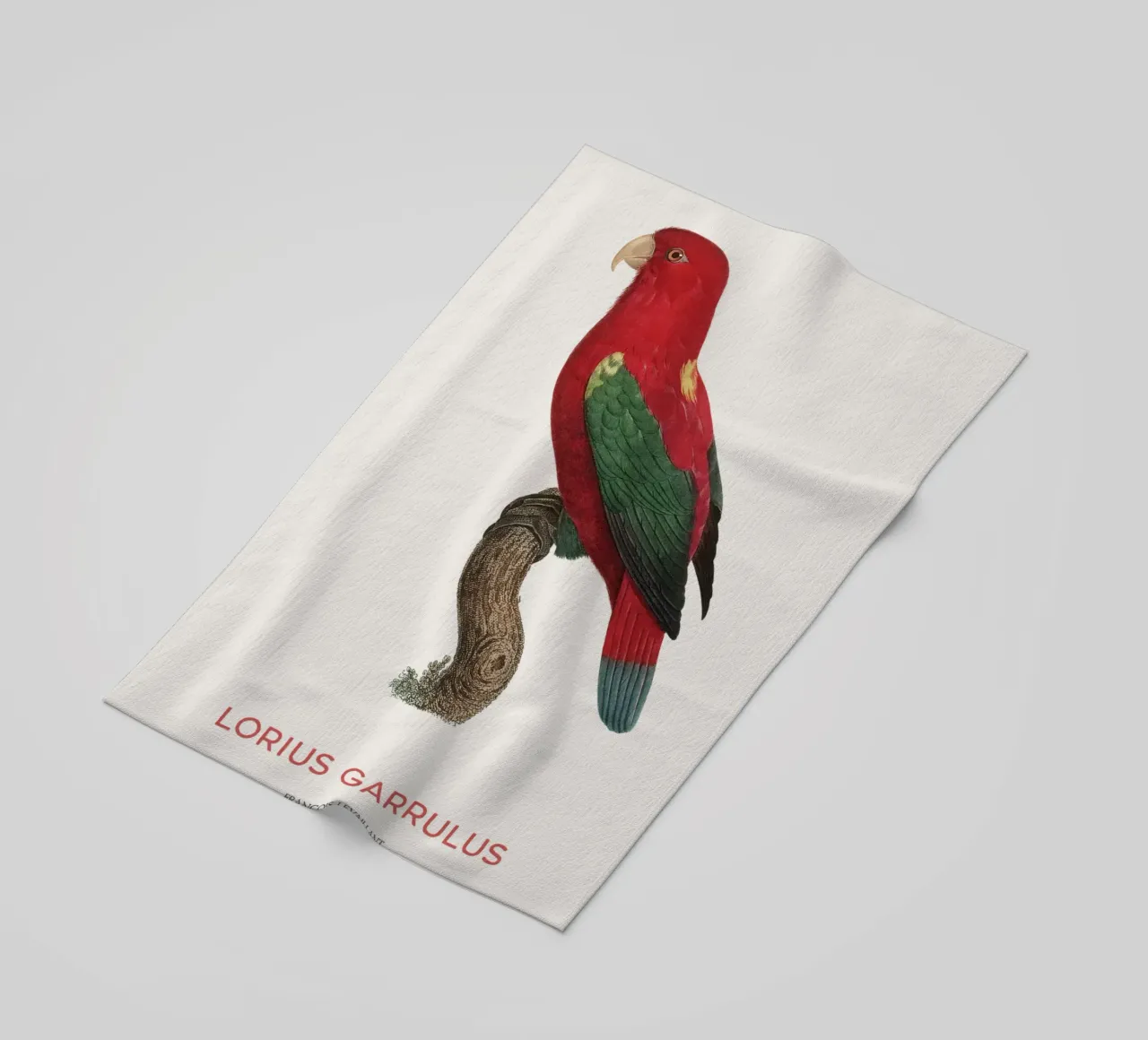 Lorius Garrulus o Lorius Garrulus telo mare da Vintagrafica