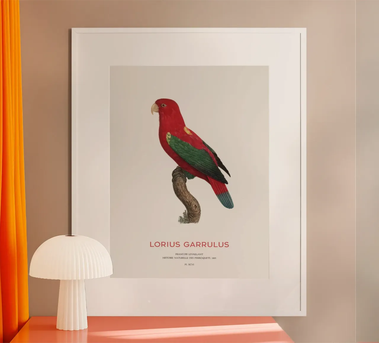 Lorius Garrulus o Lorius Garrulus poster con telaio in plastica da Vintagrafica