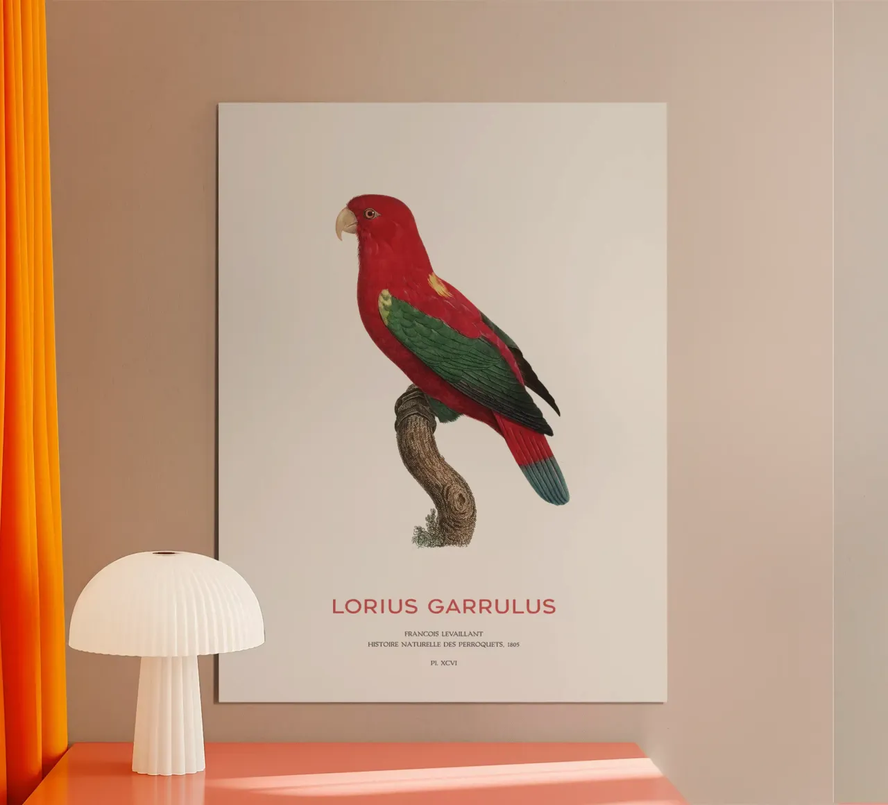 Lorius Garrulus o Lorius Garrulus poster con telaio in plastica da Vintagrafica