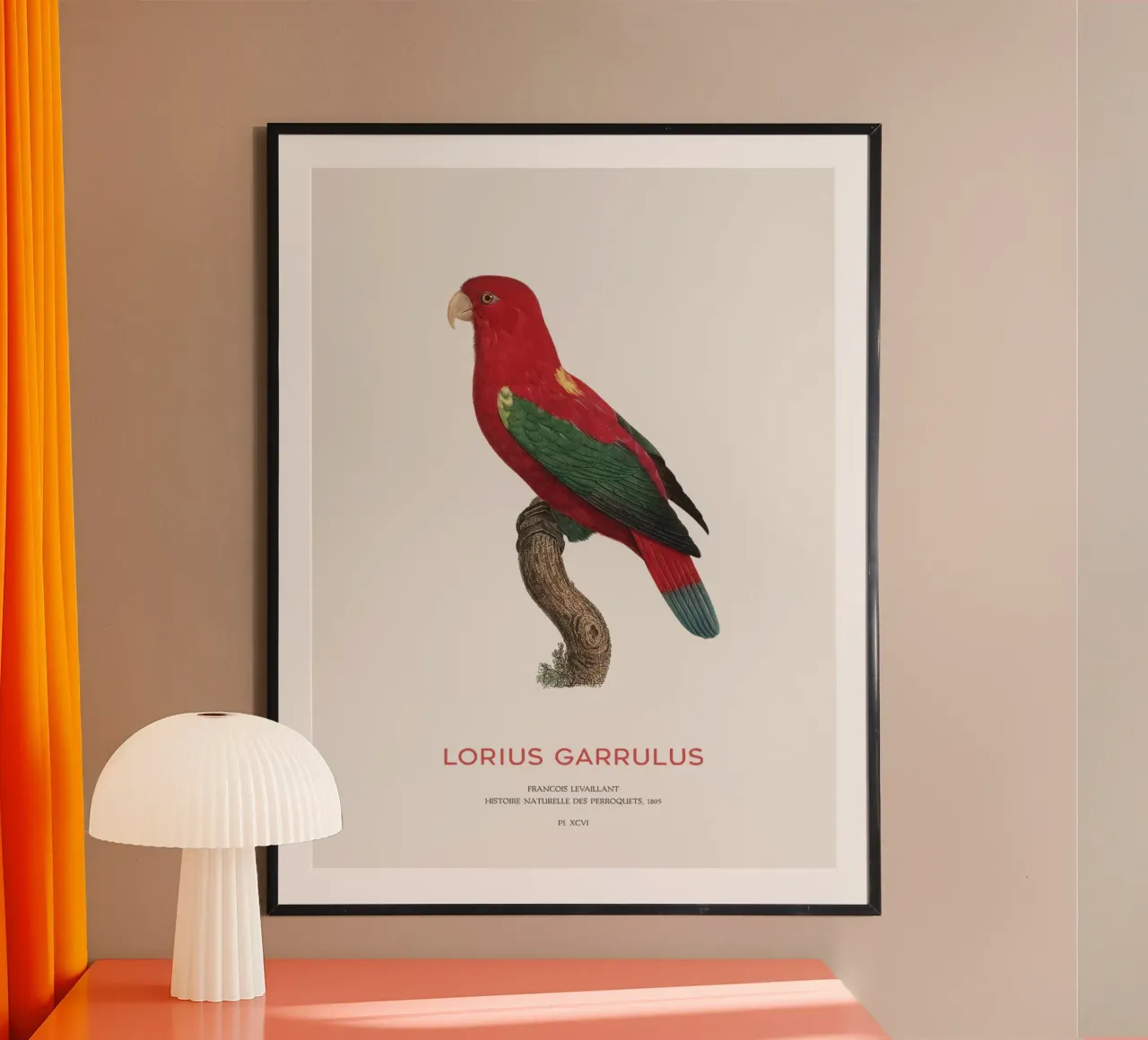 Lorius Garrulus o Lorius Garrulus carta hahnemühle da Vintagrafica