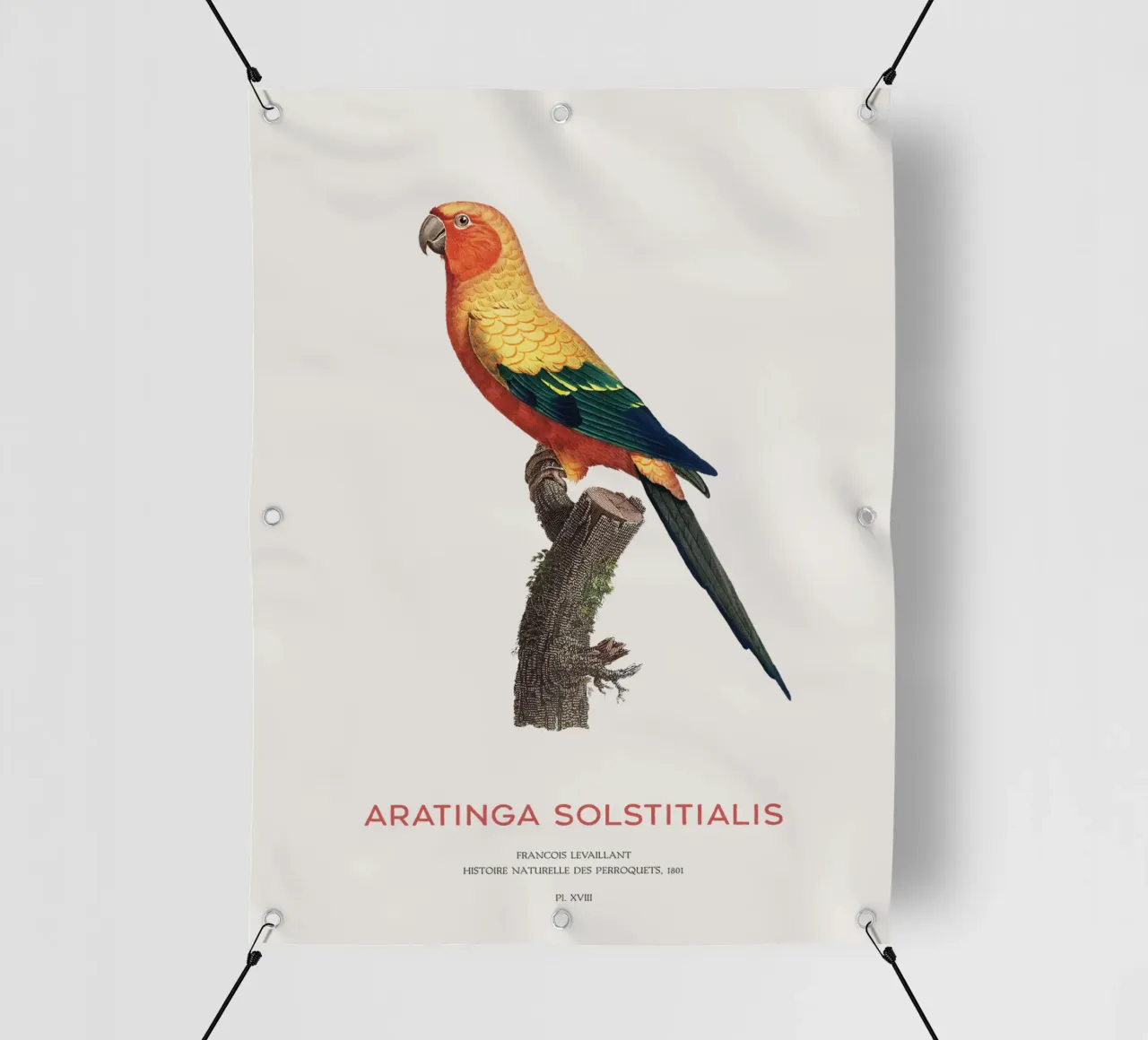 Parrocchetto del sole o Aratinga solstitialis telo in pvc da Vintagrafica