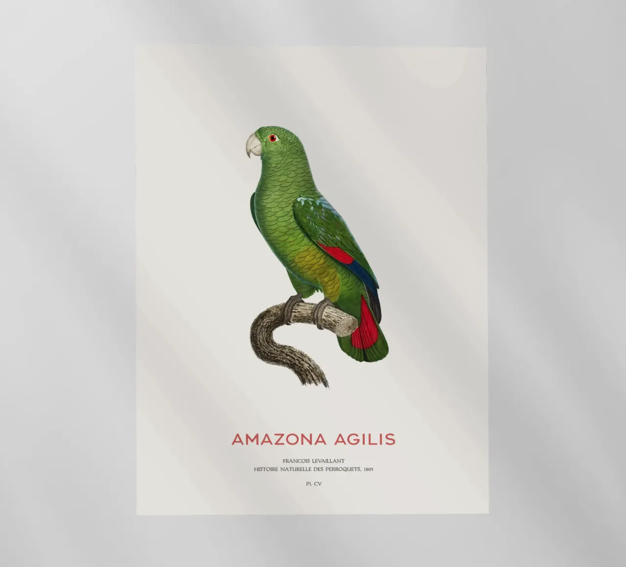 Amazzone dal becco nero o Amazona Agilis pellicola backlit da Vintagrafica