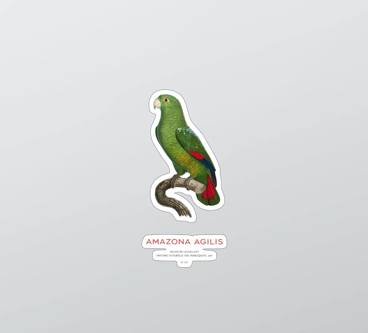 Schwarzschnabelamazone oder Amazona Agilis Sticker von Vintagrafica