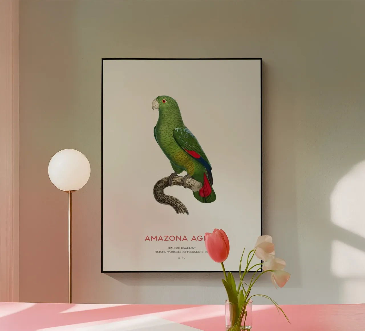 Schwarzschnabelamazone oder Amazona Agilis Acryl-Glas von Vintagrafica