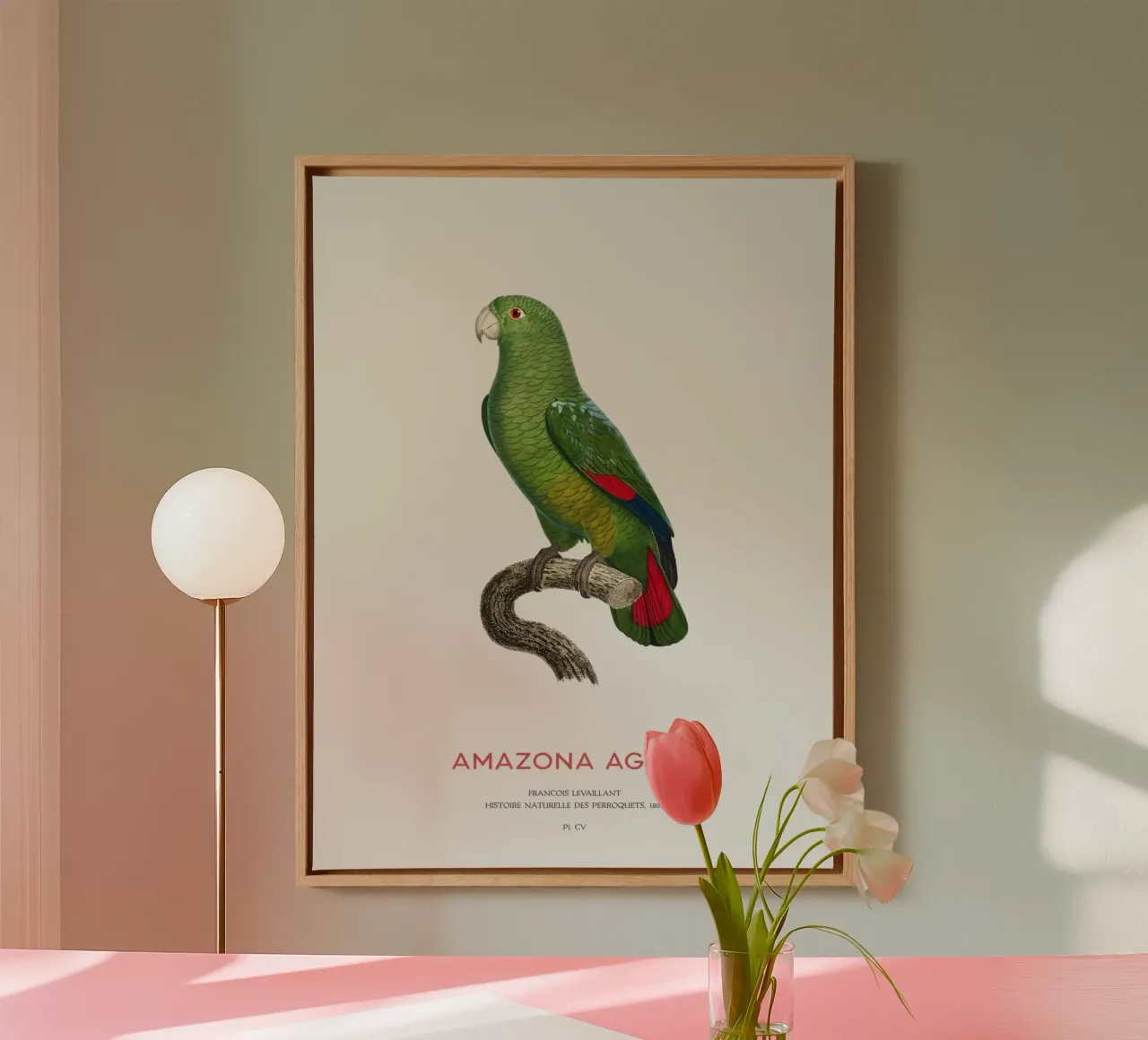 Schwarzschnabelamazone oder Amazona Agilis Leinwand mit Schattenfugenrahmen von Vintagrafica