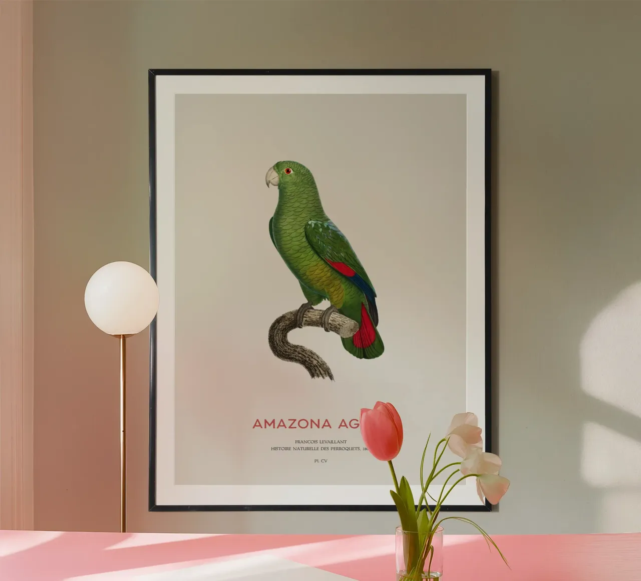 Amazzone dal becco nero o Amazona Agilis carta hahnemühle da Vintagrafica