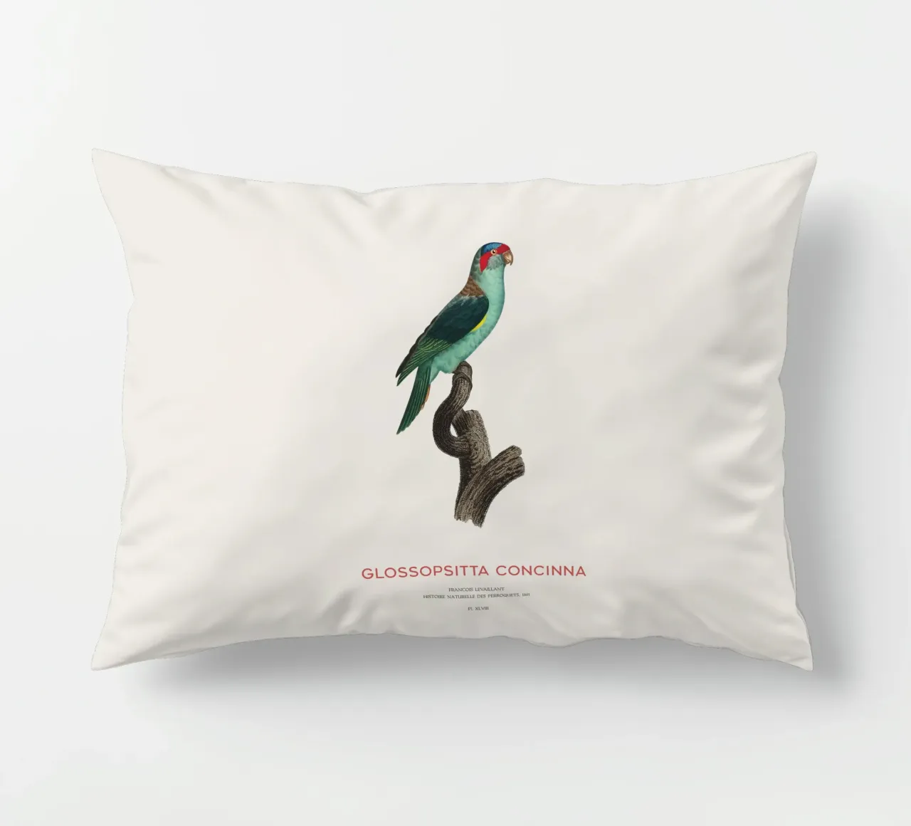 Lorichetto muschiato o Glossopsitta Concinna cuscino da Vintagrafica