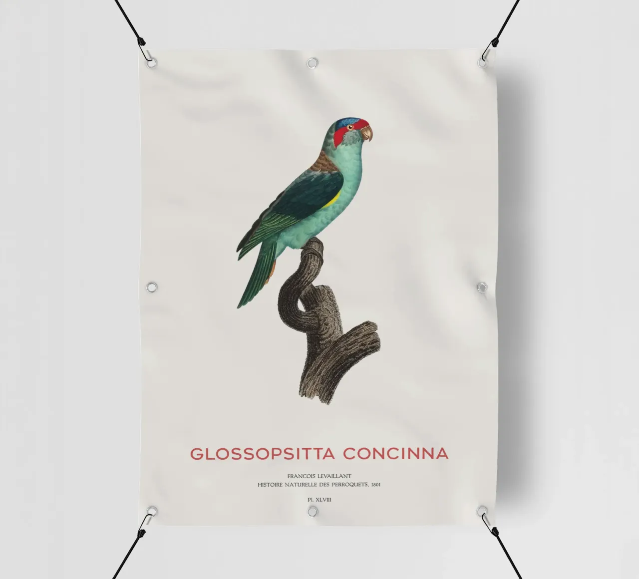 Lorichetto muschiato o Glossopsitta Concinna telo in pvc da Vintagrafica