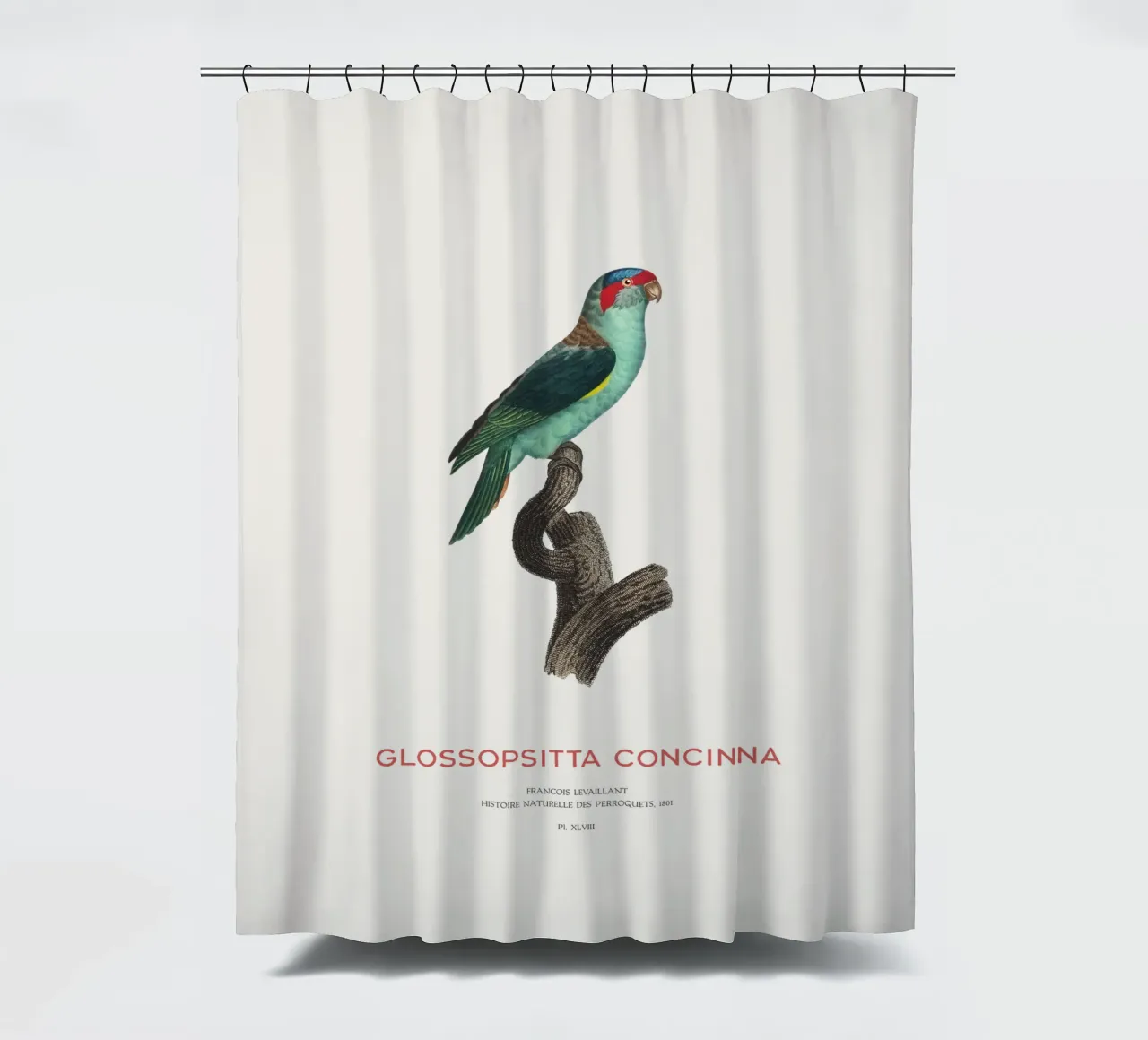 Moschuslorchel oder Glossopsitta Concinna Duschvorhang von Vintagrafica