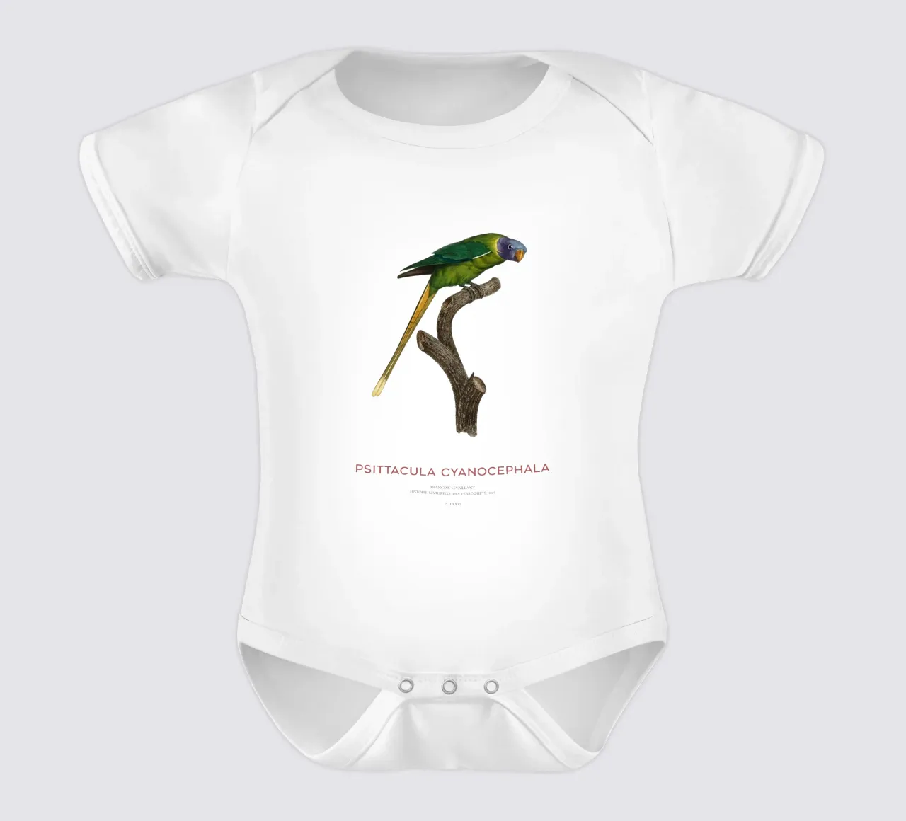 Pflaumenkopfsittich oder Psittacula Cyanocephala Kurzarm Babybody von Vintagrafica
