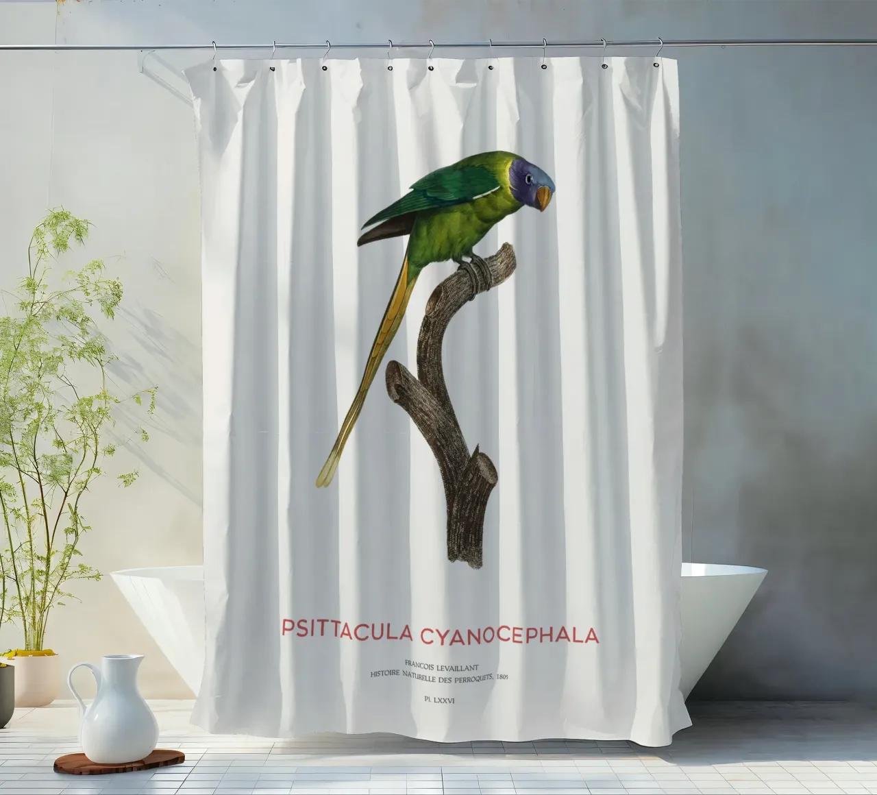 Pflaumenkopfsittich oder Psittacula Cyanocephala Duschvorhang von Vintagrafica