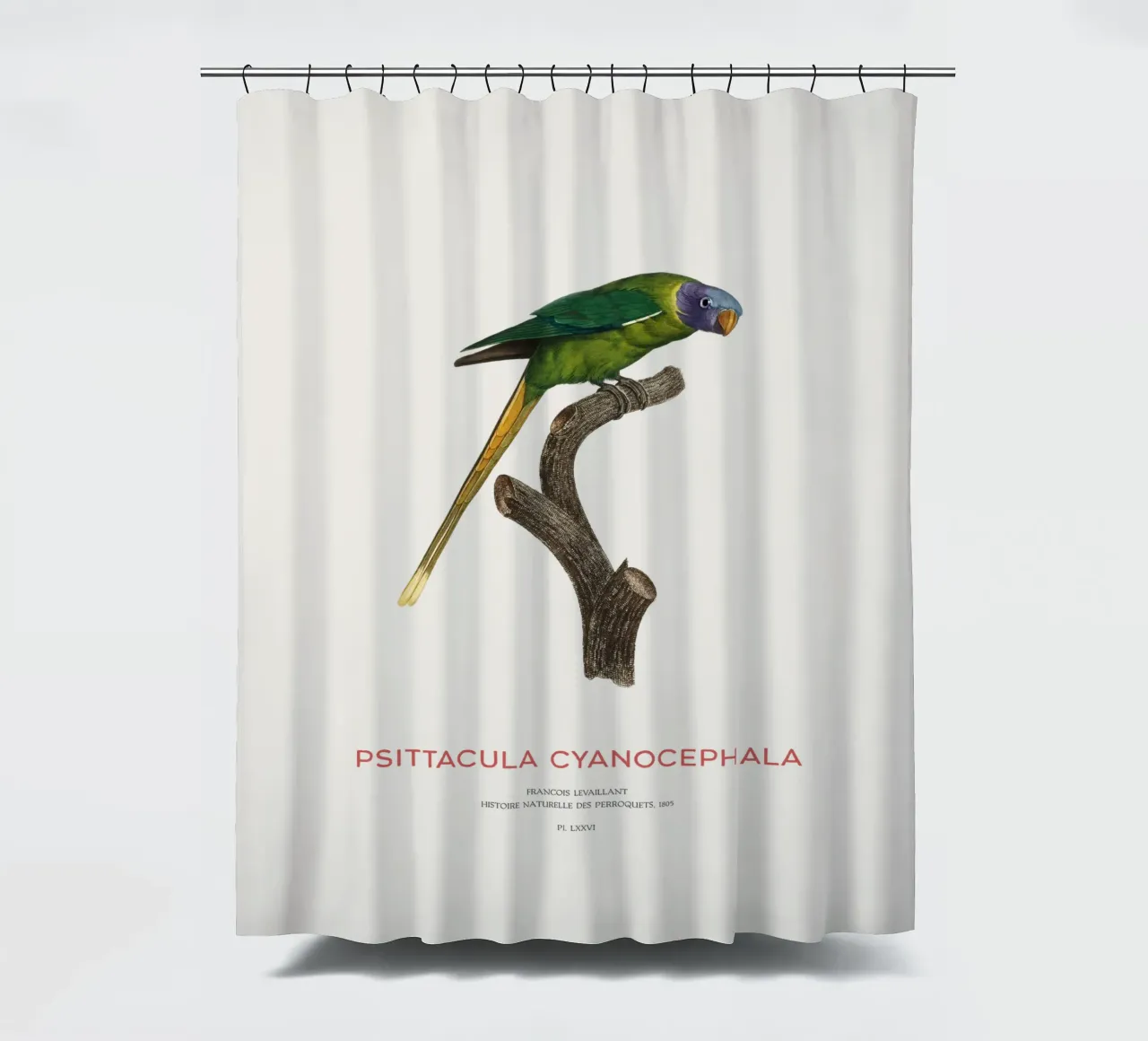 Pflaumenkopfsittich oder Psittacula Cyanocephala Duschvorhang von Vintagrafica