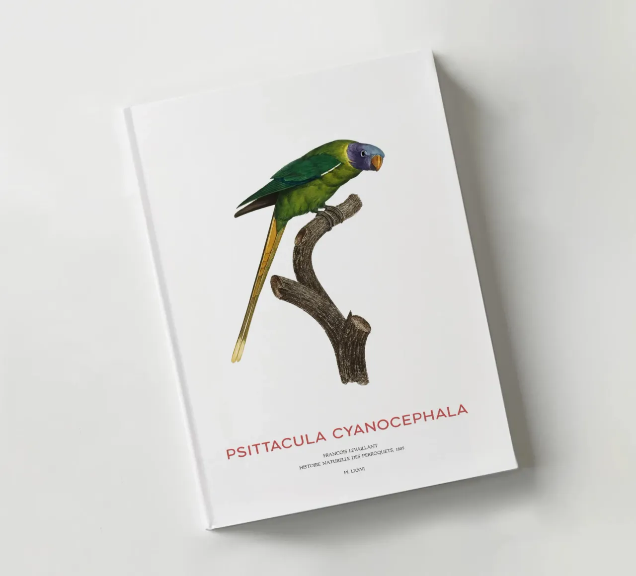 Plum-headed parakeet or Psittacula Cyanocephala notebook by Vintagrafica