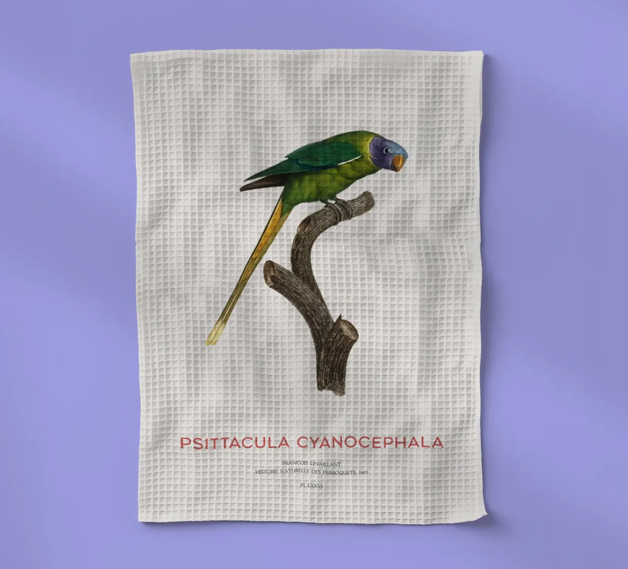 Pflaumenkopfsittich oder Psittacula Cyanocephala Geschirrtuch von Vintagrafica
