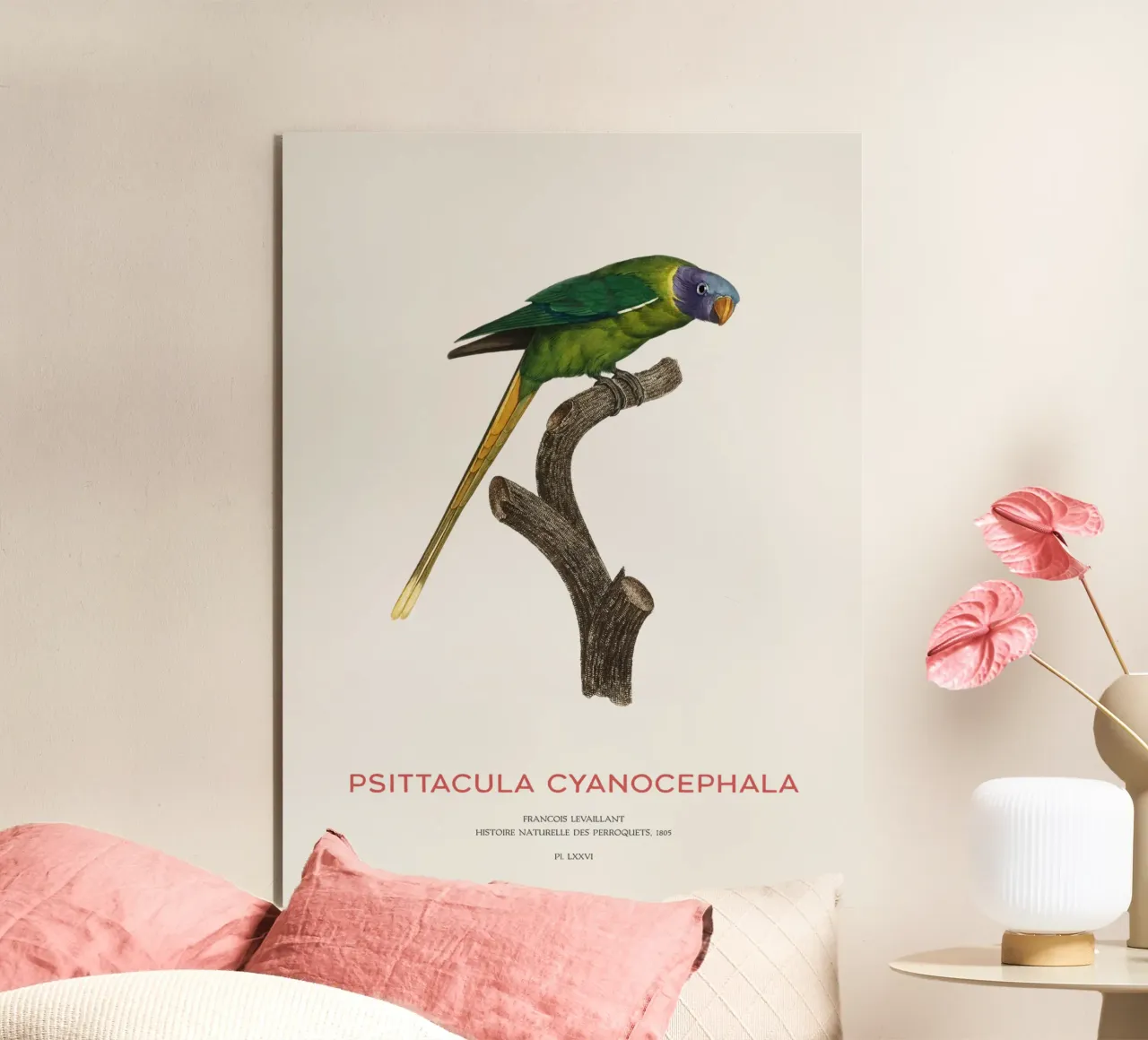 Pflaumenkopfsittich oder Psittacula Cyanocephala Alu-Dibond von Vintagrafica