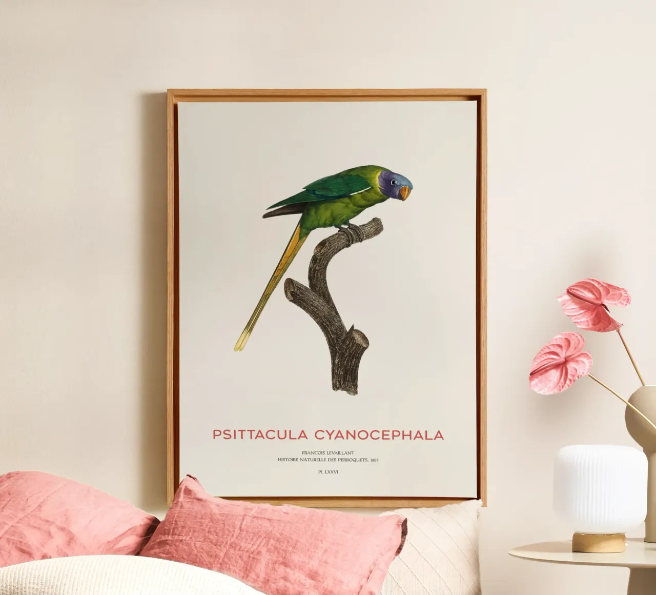 Pflaumenkopfsittich oder Psittacula Cyanocephala Leinwand von Vintagrafica