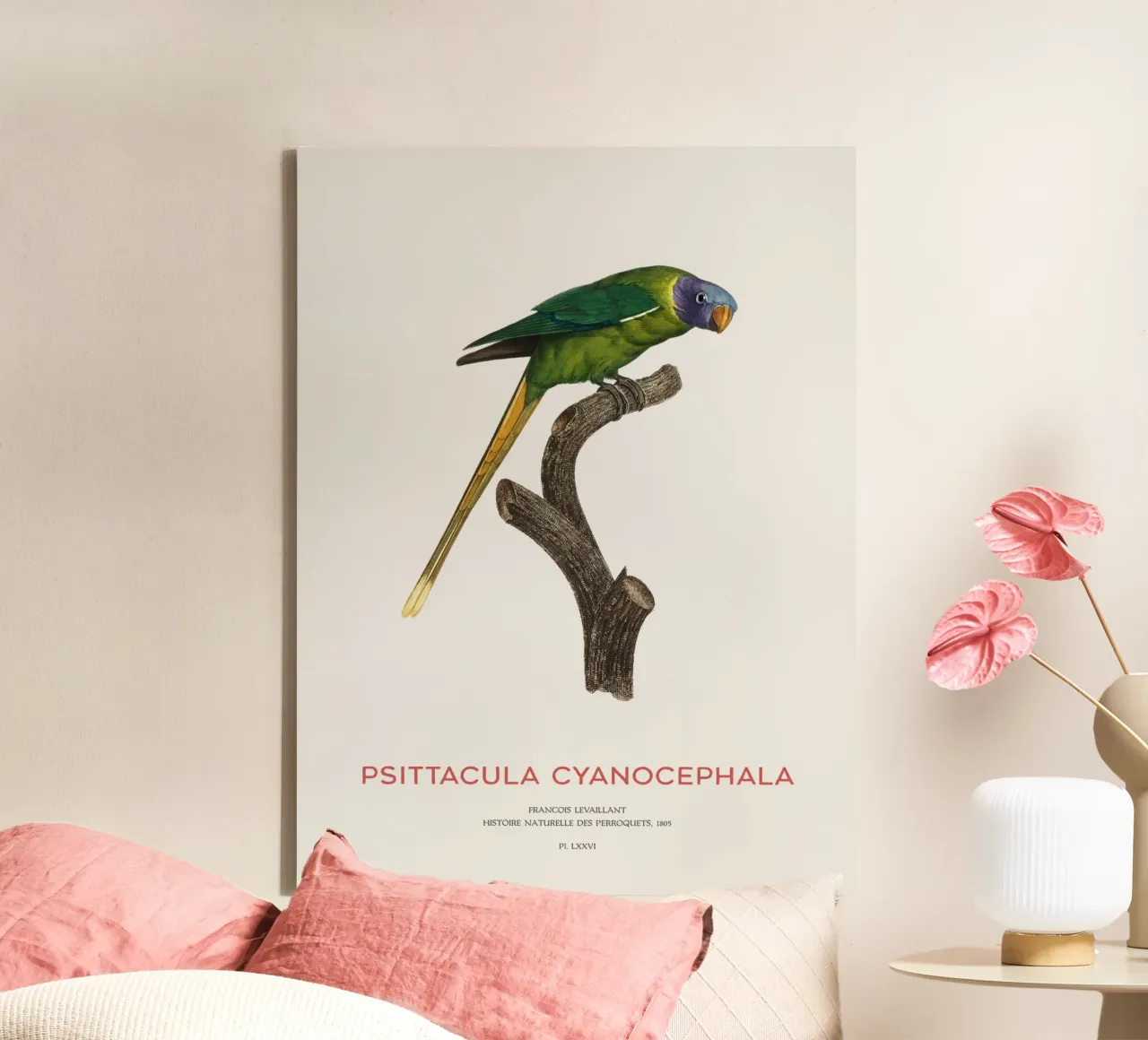 Pflaumenkopfsittich oder Psittacula Cyanocephala Leinwand von Vintagrafica