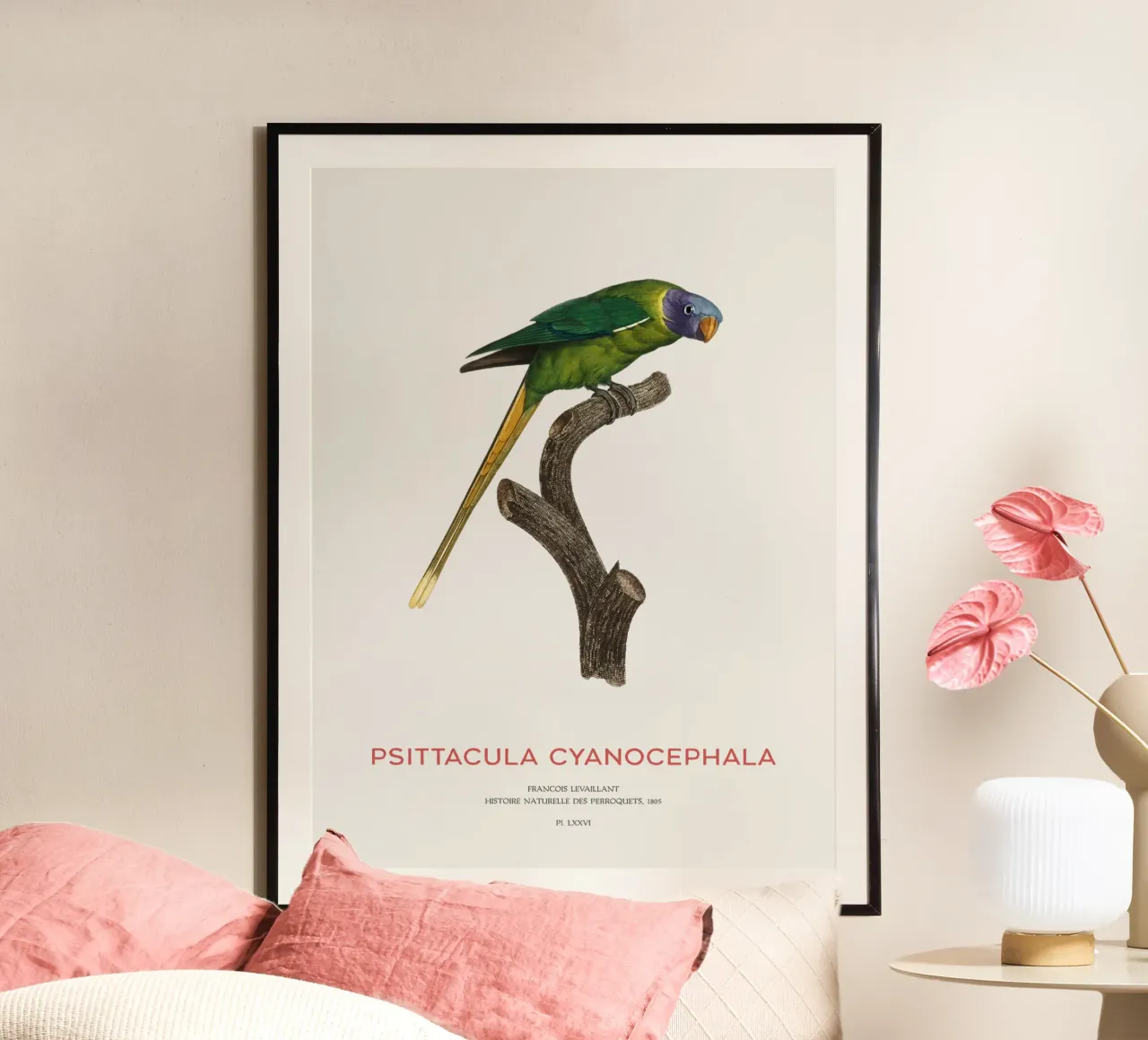 Pflaumenkopfsittich oder Psittacula Cyanocephala Poster von Vintagrafica