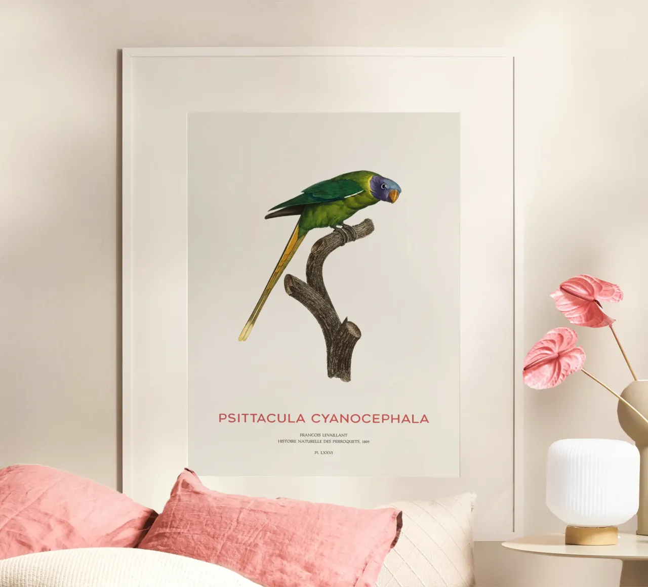 Pflaumenkopfsittich oder Psittacula Cyanocephala Poster von Vintagrafica