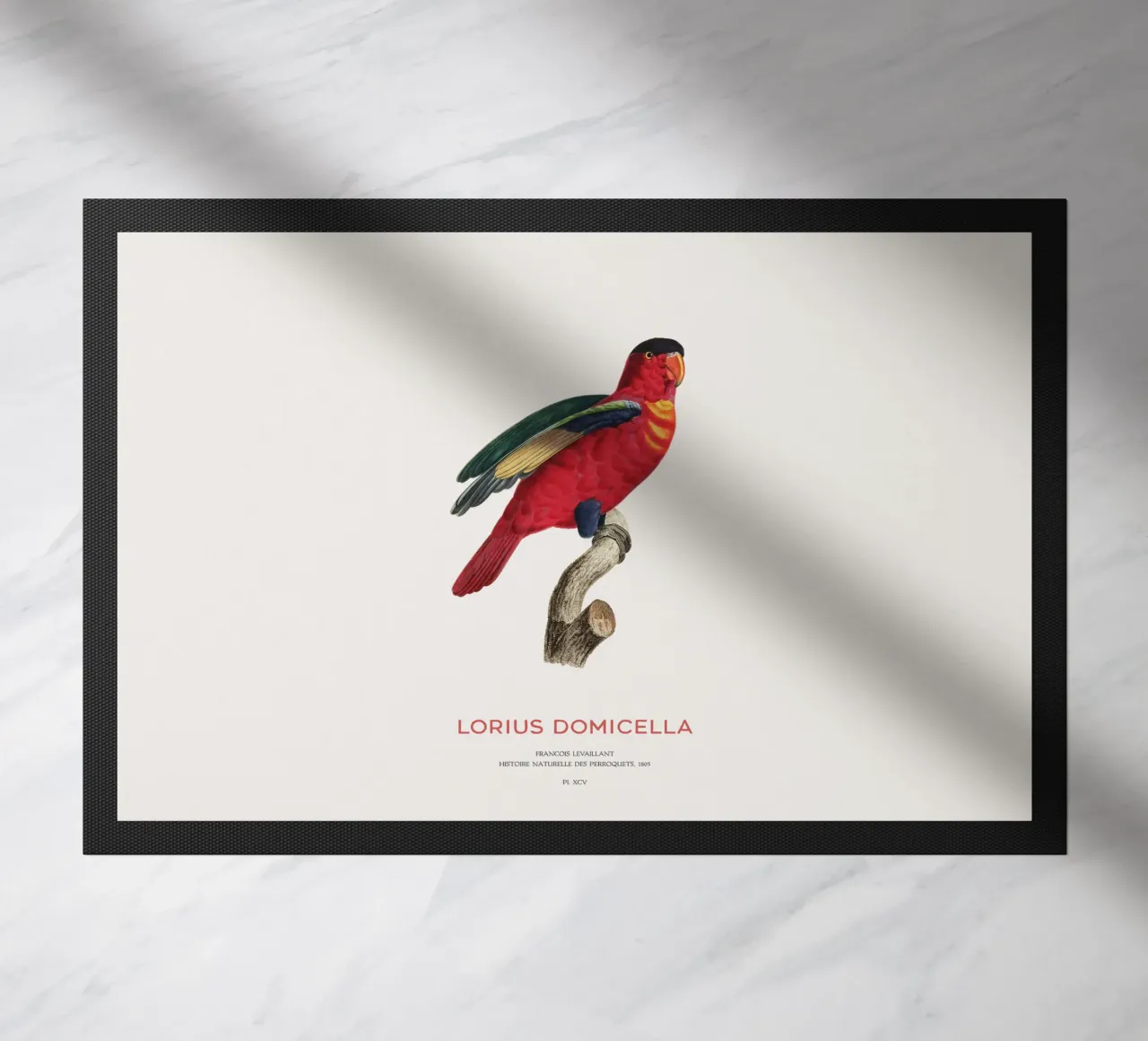 Lory dal naso viola o Lorius Domicella zerbino da Vintagrafica