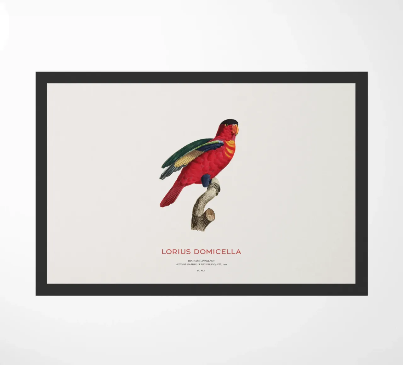Lory dal naso viola o Lorius Domicella zerbino da Vintagrafica