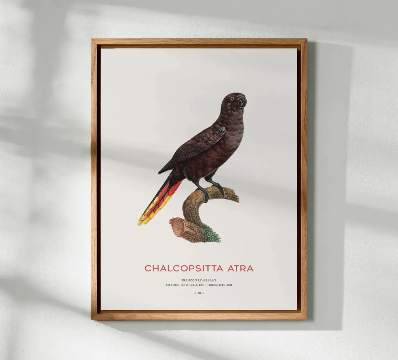 Schwarzer Lori oder Chalcopsitta Atra Alu-Dibond von Vintagrafica