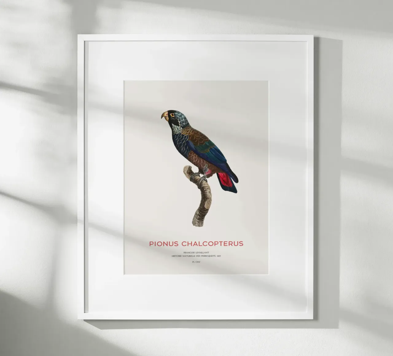 Bronzeflügelpapagei oder Pionus Chalcopterus Hahnemühle von Vintagrafica
