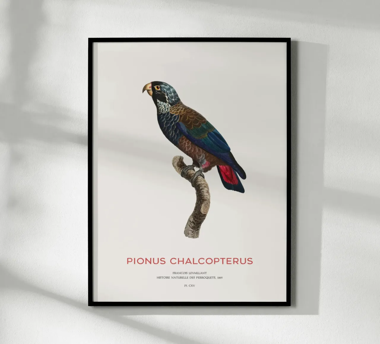 Bronzeflügelpapagei oder Pionus Chalcopterus Hahnemühle von Vintagrafica