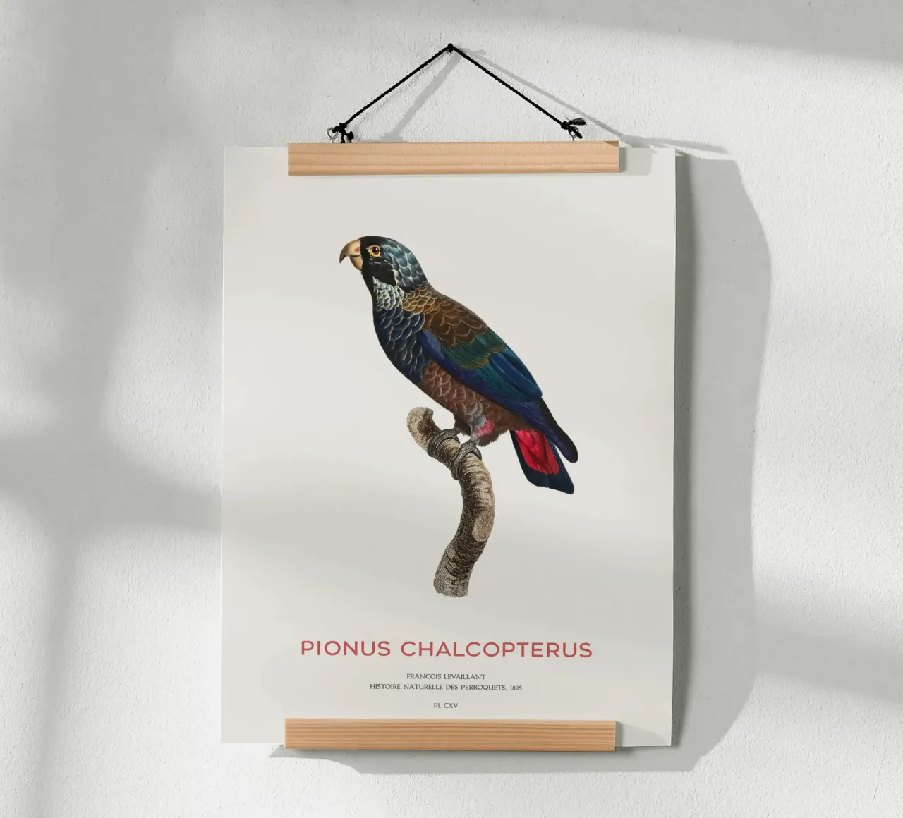 Bronzeflügelpapagei oder Pionus Chalcopterus Hahnemühle von Vintagrafica