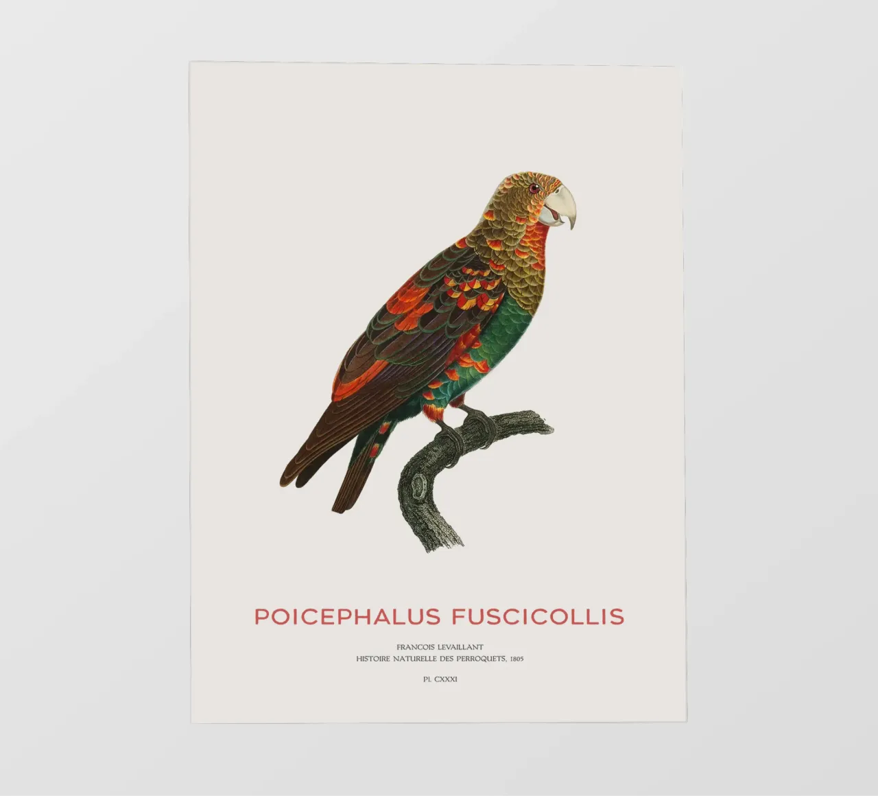 Pappagallo dal collo bruno o Poicephalus Fuscicollis telo in pvc da Vintagrafica