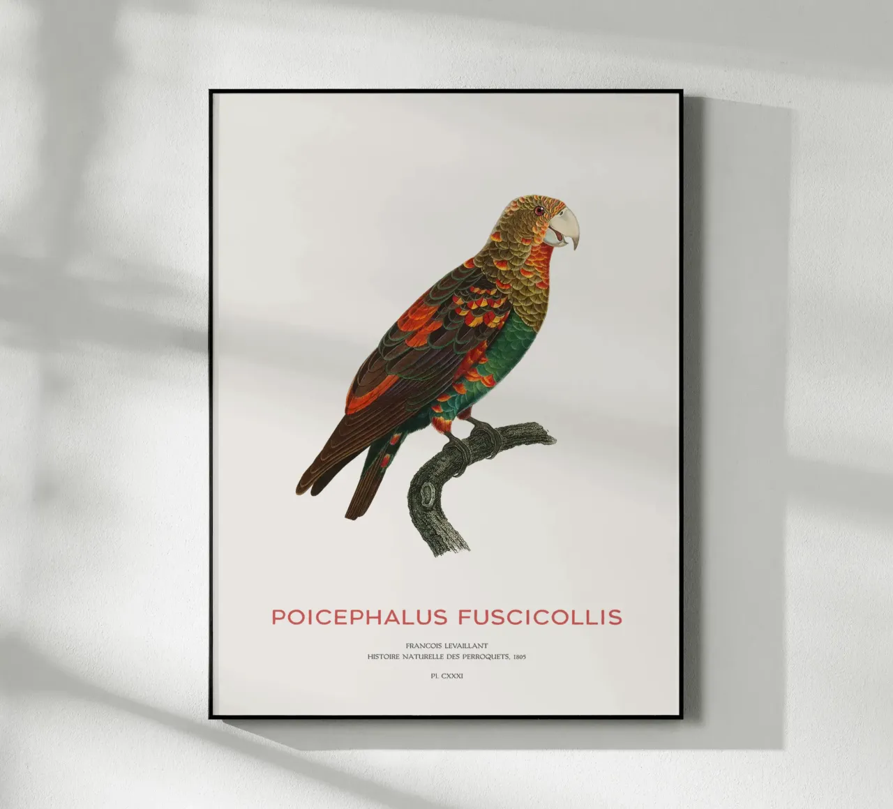 Pappagallo dal collo bruno o Poicephalus Fuscicollis plexiglass da Vintagrafica
