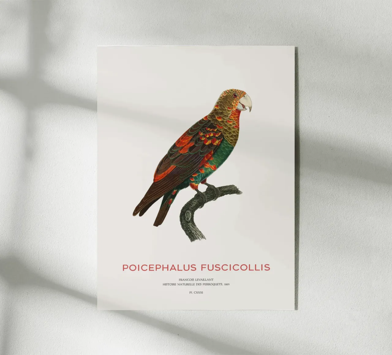 Pappagallo dal collo bruno o Poicephalus Fuscicollis plexiglass da Vintagrafica