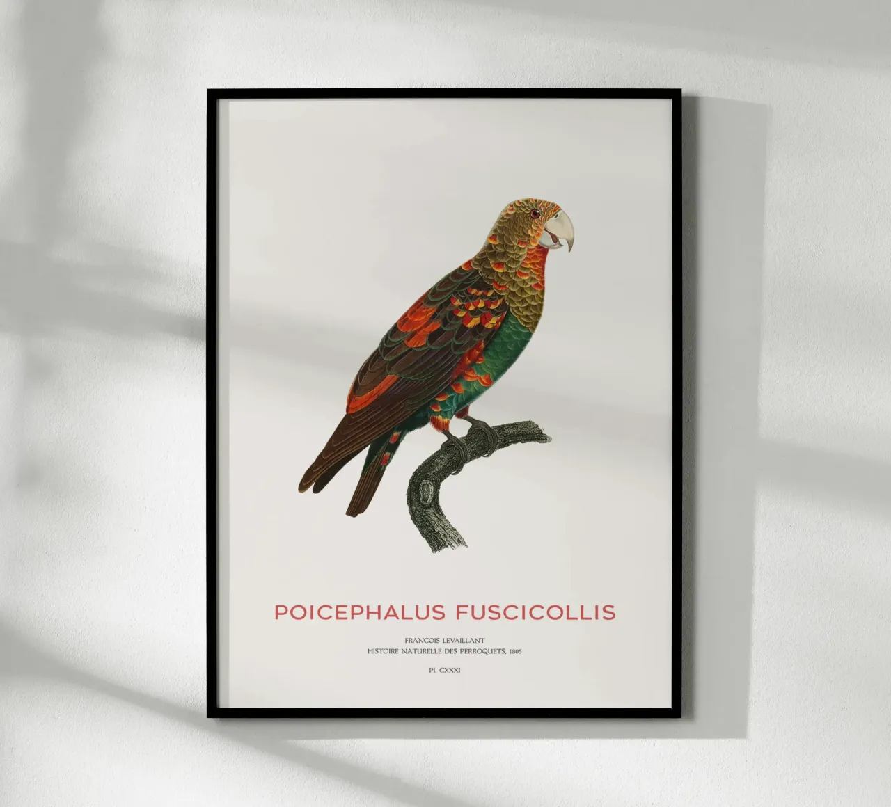 Pappagallo dal collo bruno o Poicephalus Fuscicollis carta hahnemühle da Vintagrafica