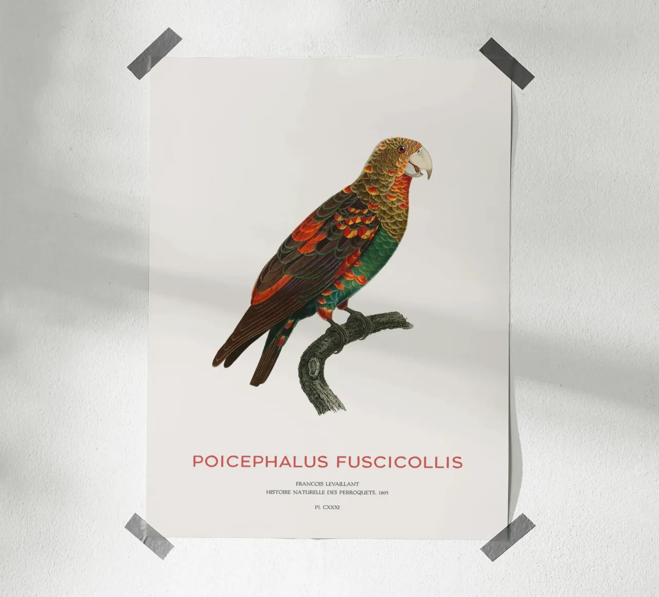 Pappagallo dal collo bruno o Poicephalus Fuscicollis carta hahnemühle da Vintagrafica