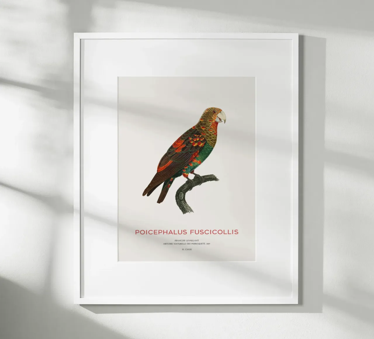 Pappagallo dal collo bruno o Poicephalus Fuscicollis carta hahnemühle da Vintagrafica