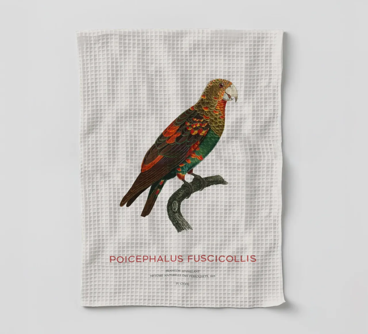 Pappagallo dal collo bruno o Poicephalus Fuscicollis canovaccio da cucina da Vintagrafica