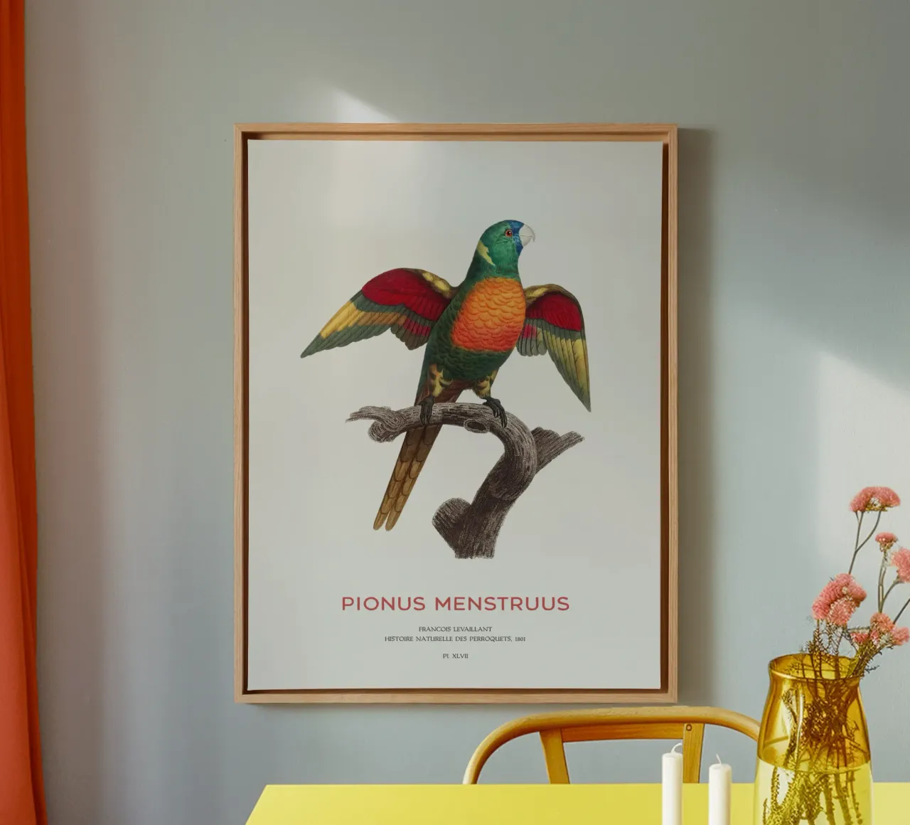 Blaukopfpapagei oder Pionus Menstruus Leinwand mit Schattenfugenrahmen von Vintagrafica