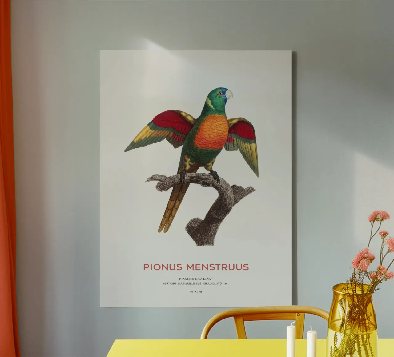 Blaukopfpapagei oder Pionus Menstruus Leinwand mit Schattenfugenrahmen von Vintagrafica
