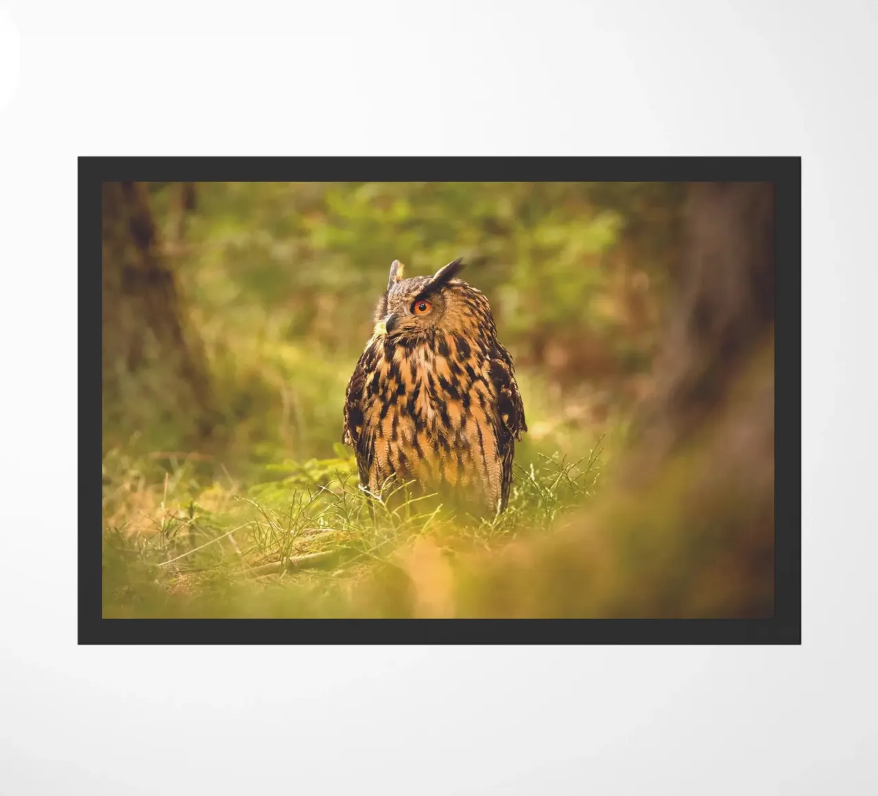 Eagle Owl zerbino da Dave Hare Photography